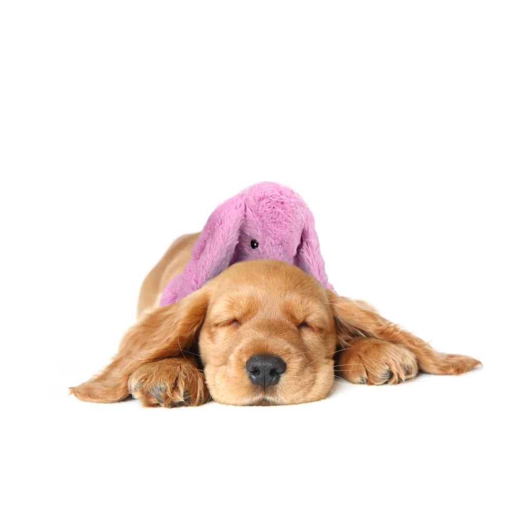 Lapin de Cozy Dog