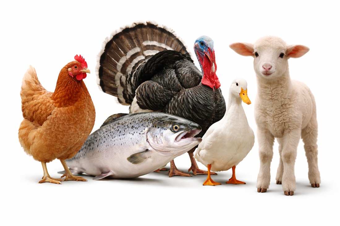 Les différentes protéines animales