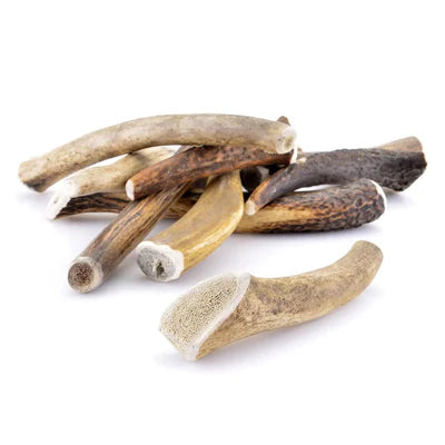 Bois de cerf pour chien entier /  Taille 12-15cm