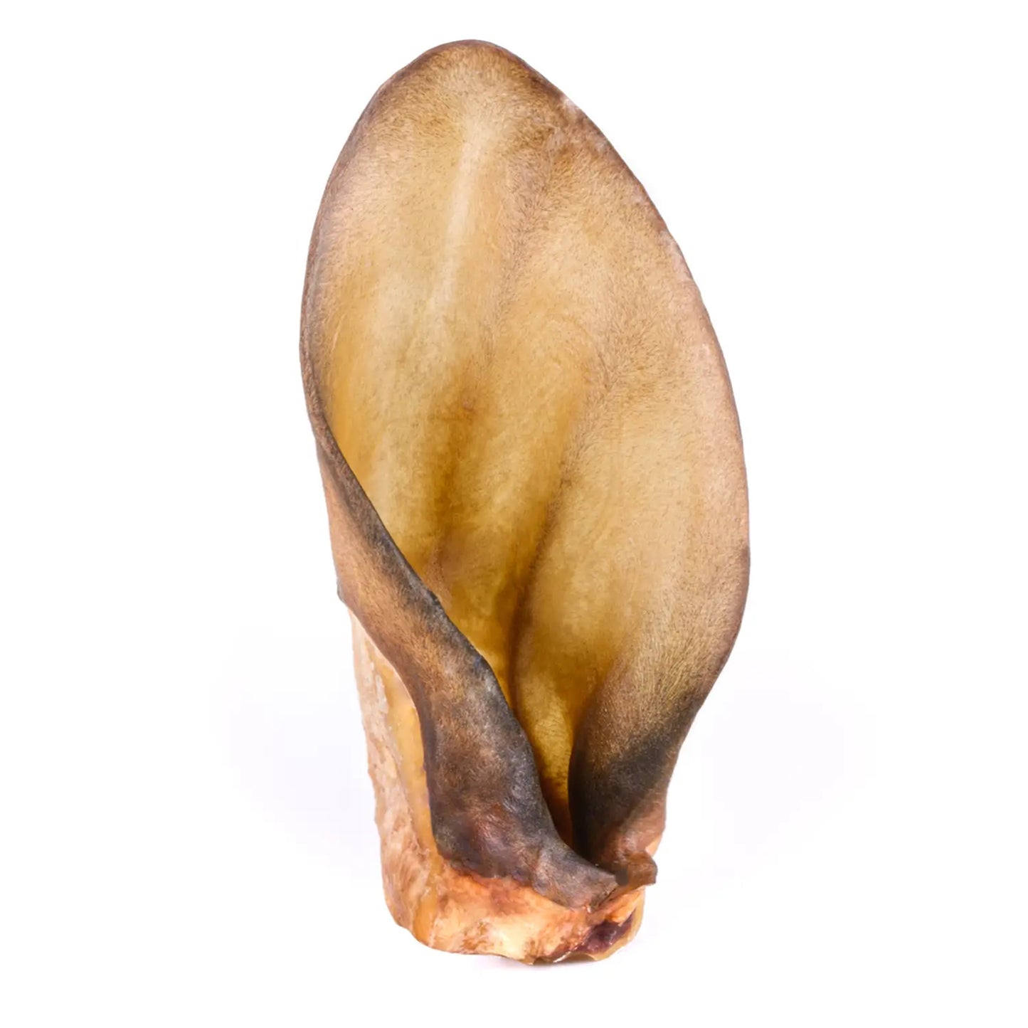 Oreille de Boeuf XL