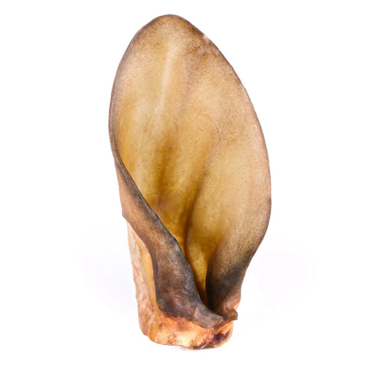 Oreille de Boeuf XL